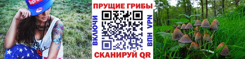 Псилоцибиновые грибы Cubensis  где можно купить   Высоковск 